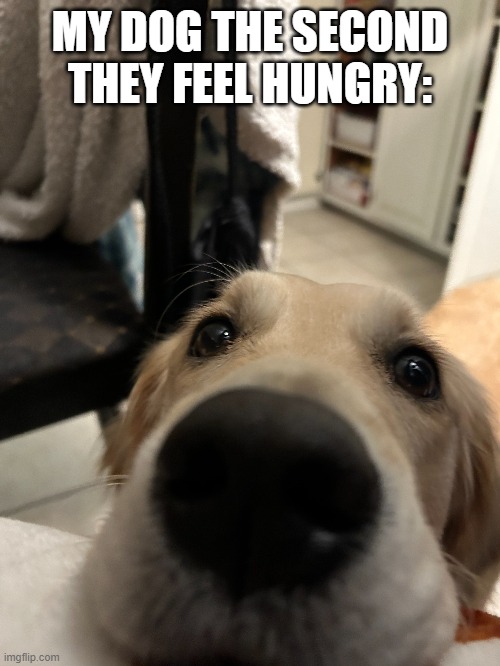 Gently resting their chin on my leg is effective, I guess. | MY DOG THE SECOND THEY FEEL HUNGRY: | image tagged in dogs,funny,golden retrievers | made w/ Imgflip meme maker