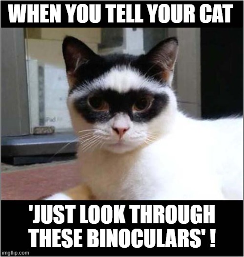 He's So Going To Get You Back ! | WHEN YOU TELL YOUR CAT; 'JUST LOOK THROUGH THESE BINOCULARS' ! | image tagged in cats,practical joke,binoculars,ink | made w/ Imgflip meme maker