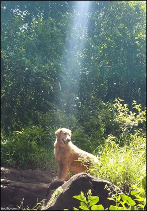 He Is The Chosen One ! | image tagged in dogs,the chosen,sunbeam | made w/ Imgflip meme maker