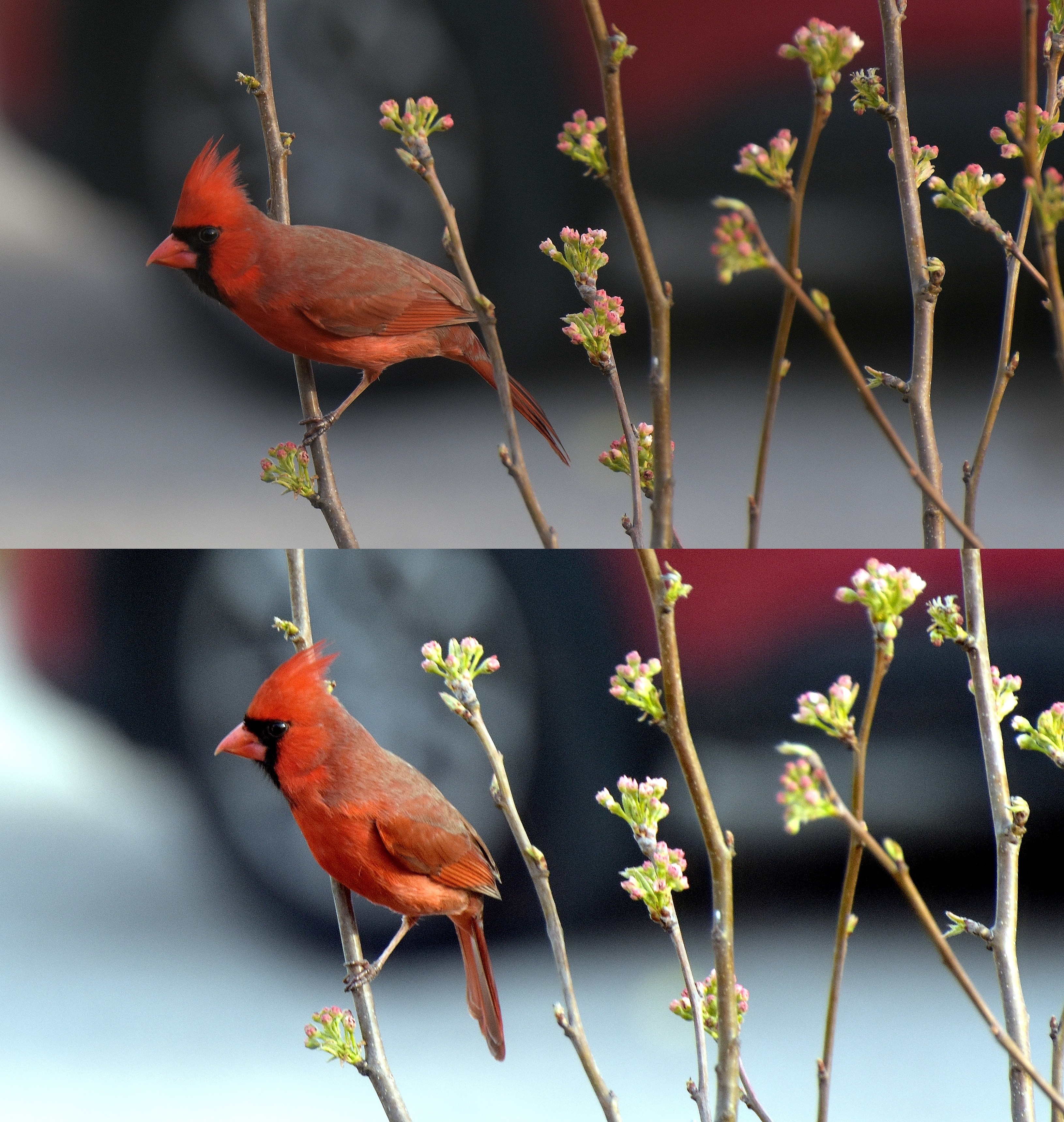 Cardinal | image tagged in cardinal,kewlew | made w/ Imgflip meme maker