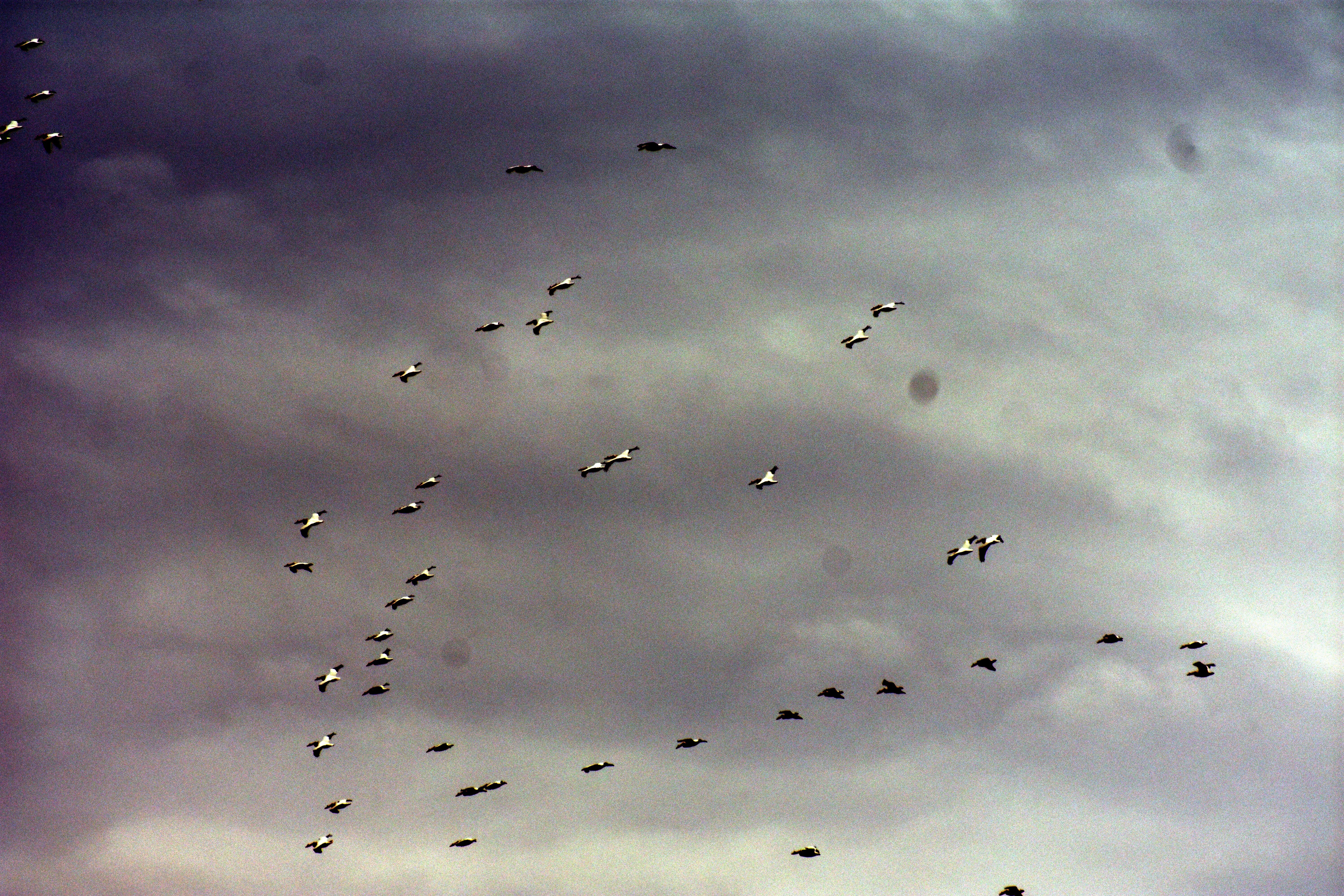 A Squadron of pelicans making their spring time migration up the Mississippi river. | image tagged in pelicans,kewlew | made w/ Imgflip meme maker