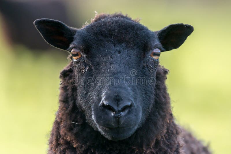 Black sheep Blank Meme Template