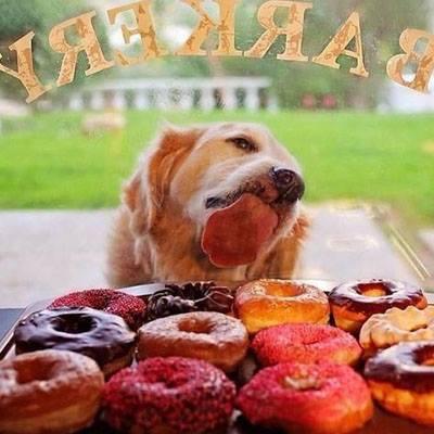 Dog Donuts Blank Meme Template