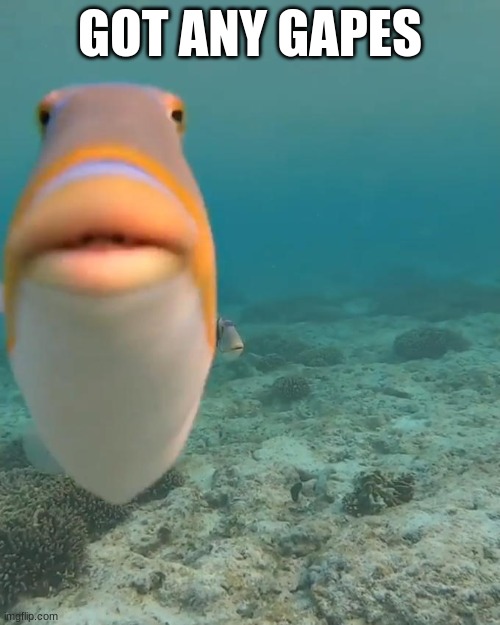 staring fish | GOT ANY GAPES | image tagged in staring fish | made w/ Imgflip meme maker