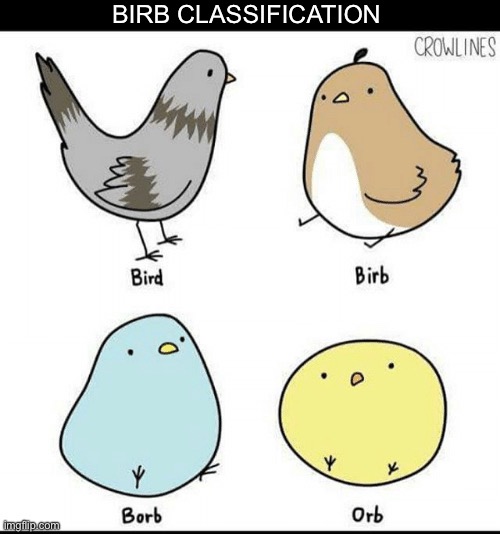 Birb | BIRB CLASSIFICATION | image tagged in borb,bird,birb | made w/ Imgflip meme maker