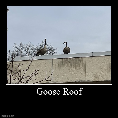 Goose Roof | Goose Roof | | image tagged in funny,demotivationals,memes,birds | made w/ Imgflip demotivational maker