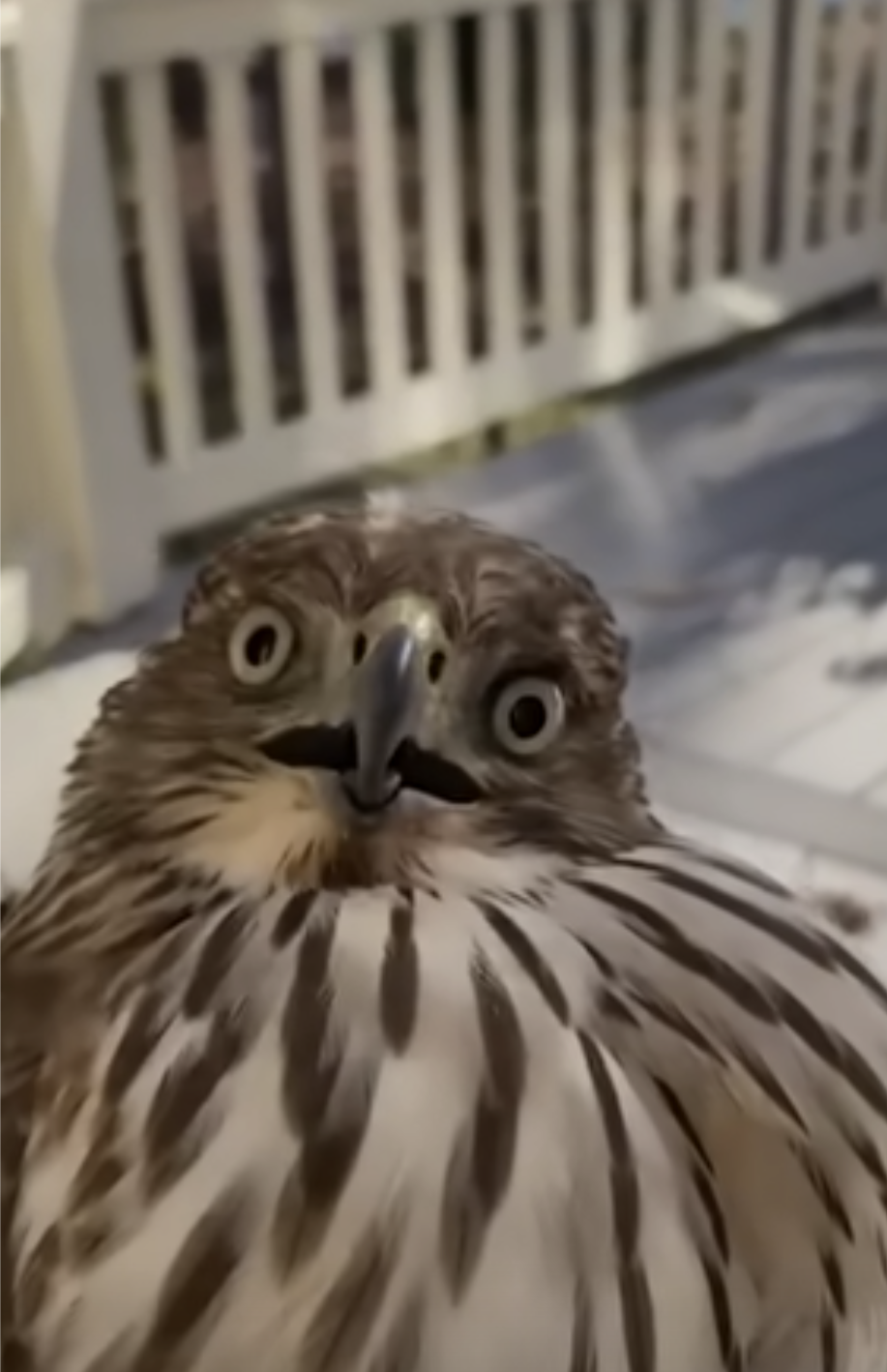 High Quality Concerned Hawk Blank Meme Template