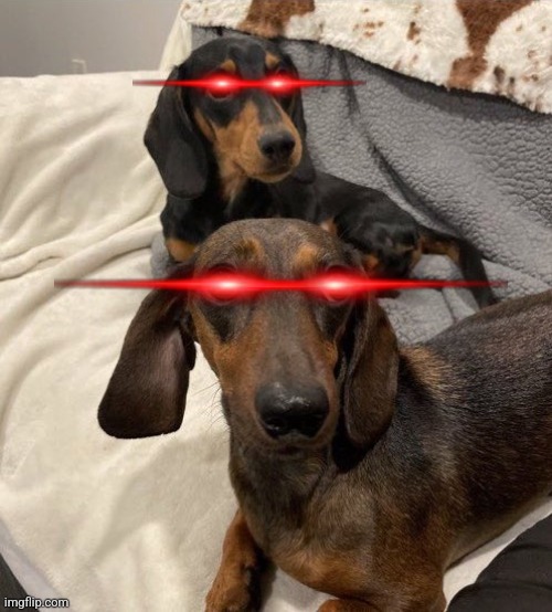 Dogs | image tagged in dogs | made w/ Imgflip meme maker