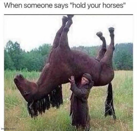If hold your horses was a real thing | image tagged in literally,horses,dad joke | made w/ Imgflip meme maker