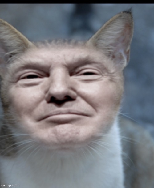 Donald trump cat | image tagged in donald trump cat | made w/ Imgflip meme maker