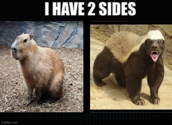 I have two sides | image tagged in i have two sides,memes,funny animal meme,capybara,honey badger,shitpost | made w/ Imgflip meme maker