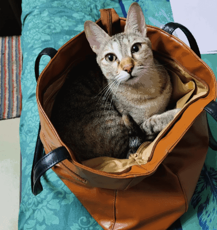 Cat in handbag Blank Meme Template