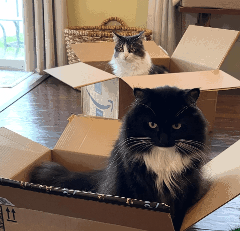 Cats in boxes Blank Meme Template