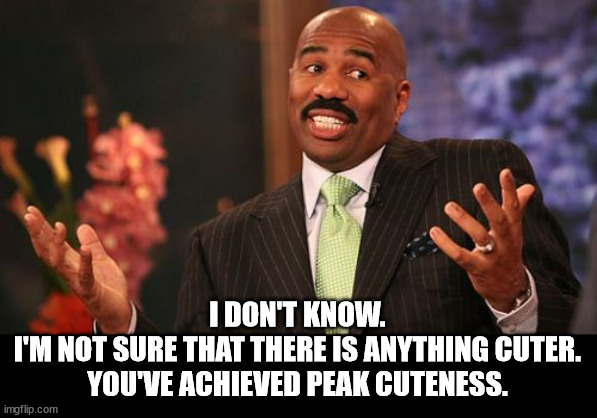 Steve Harvey Meme | I DON'T KNOW.
I'M NOT SURE THAT THERE IS ANYTHING CUTER.
YOU'VE ACHIEVED PEAK CUTENESS. | image tagged in memes,steve harvey | made w/ Imgflip meme maker