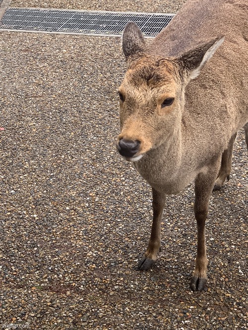 Another sika deer (Memenator note: What's his name?) | made w/ Imgflip meme maker