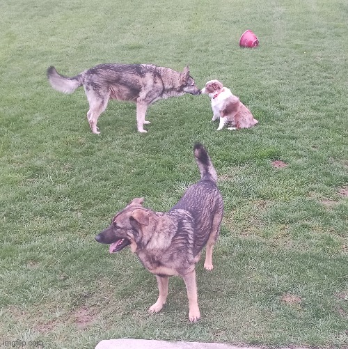 Some neighborhood German shepherds came to play with my friend's dog and it's the most wholesome thing ever | made w/ Imgflip meme maker