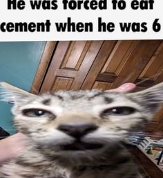 NOOOOO | image tagged in cats,memes,funny | made w/ Imgflip meme maker