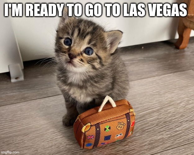 Ready to go to Las Vegas | I'M READY TO GO TO LAS VEGAS | image tagged in cat with luggage,funny memes | made w/ Imgflip meme maker
