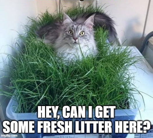 memes by Brad cat needs fresh litter humor | HEY, CAN I GET SOME FRESH LITTER HERE? | image tagged in cats,funny,funny cat memes,litter box,funny cat,humor | made w/ Imgflip meme maker