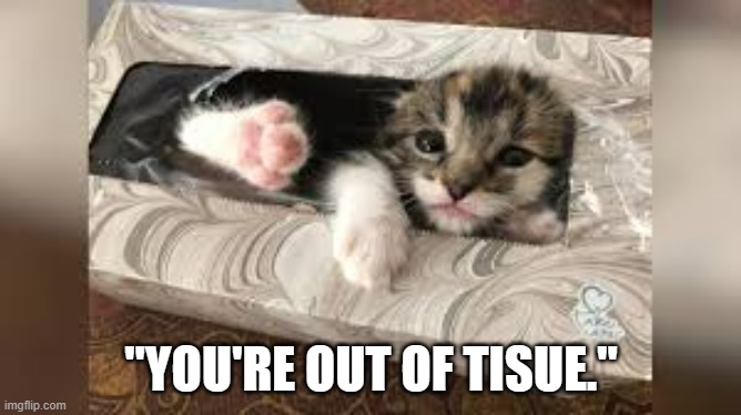 memes by Brad kitten says you are out of tissue | "YOU'RE OUT OF TISUE." | image tagged in cats,funny,funny cat memes,cute kitten,humor,funny cat | made w/ Imgflip meme maker