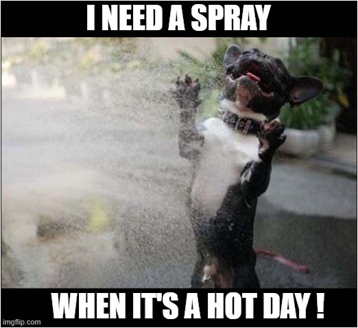 Cooling Down ! | I NEED A SPRAY; WHEN IT'S A HOT DAY ! | image tagged in dogs,cool dog,hot dog | made w/ Imgflip meme maker