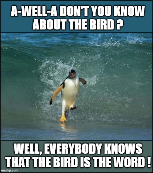A Surfin' Bird ! | A-WELL-A DON'T YOU KNOW
ABOUT THE BIRD ? WELL, EVERYBODY KNOWS THAT THE BIRD IS THE WORD ! | image tagged in surfing,bird,song lyrics | made w/ Imgflip meme maker
