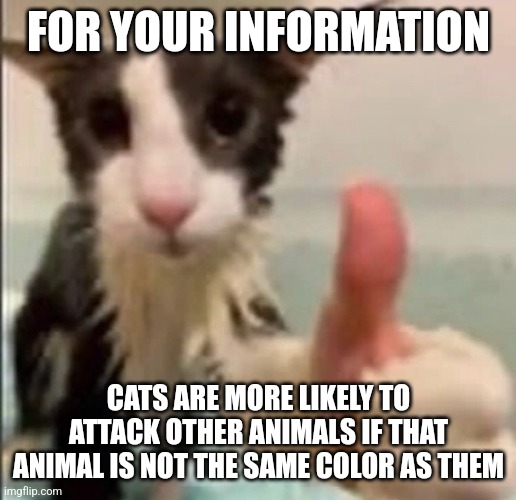 Cat thumbs up | FOR YOUR INFORMATION; CATS ARE MORE LIKELY TO ATTACK OTHER ANIMALS IF THAT ANIMAL IS NOT THE SAME COLOR AS THEM | image tagged in cat thumbs up | made w/ Imgflip meme maker