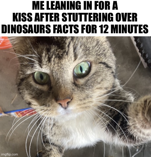 Cat reveal | ME LEANING IN FOR A KISS AFTER STUTTERING OVER DINOSAURS FACTS FOR 12 MINUTES | image tagged in steggy s cat | made w/ Imgflip meme maker