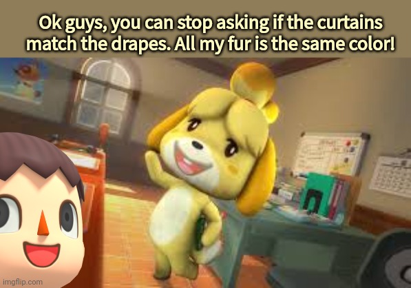Stop it. Get some help | Ok guys, you can stop asking if the curtains match the drapes. All my fur is the same color! | image tagged in isabelle,animal crossing,does the carpet,match,the drapes | made w/ Imgflip meme maker