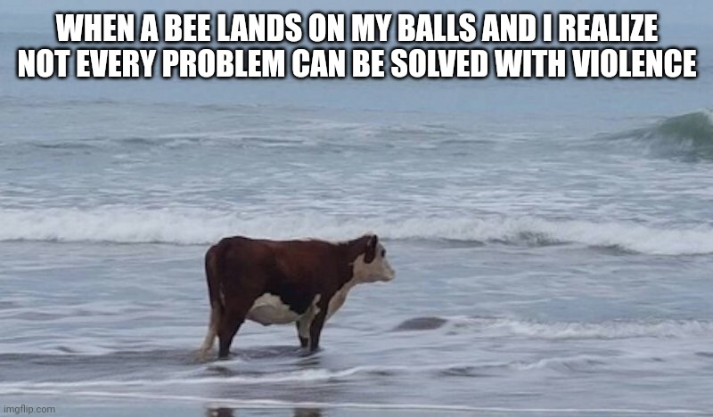 ? | WHEN A BEE LANDS ON MY BALLS AND I REALIZE NOT EVERY PROBLEM CAN BE SOLVED WITH VIOLENCE | image tagged in cow gazing at ocean | made w/ Imgflip meme maker