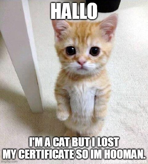 Cute Cat Meme | HALLO; I'M A CAT BUT I LOST MY CERTIFICATE SO IM HOOMAN. | image tagged in memes,cute cat | made w/ Imgflip meme maker