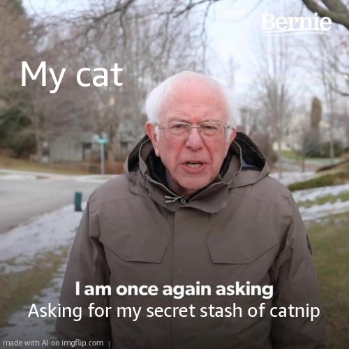 Bernie I Am Once Again Asking For Your Support | My cat; Asking for my secret stash of catnip | image tagged in memes,bernie i am once again asking for your support | made w/ Imgflip meme maker