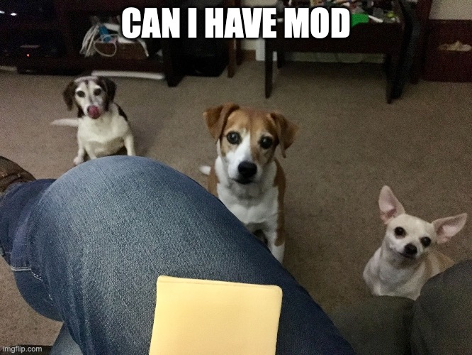 3 Beggers | CAN I HAVE MOD | image tagged in 3 beggers | made w/ Imgflip meme maker