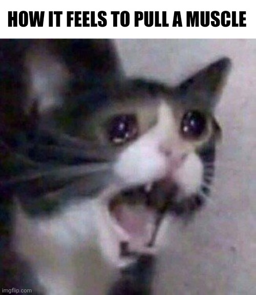 MY LEG!!! | HOW IT FEELS TO PULL A MUSCLE | image tagged in screaming cat meme,memes,funny,a random meme | made w/ Imgflip meme maker