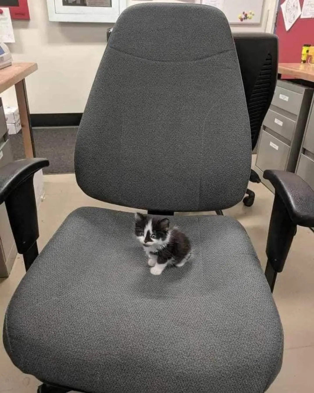 Office kitty Blank Meme Template