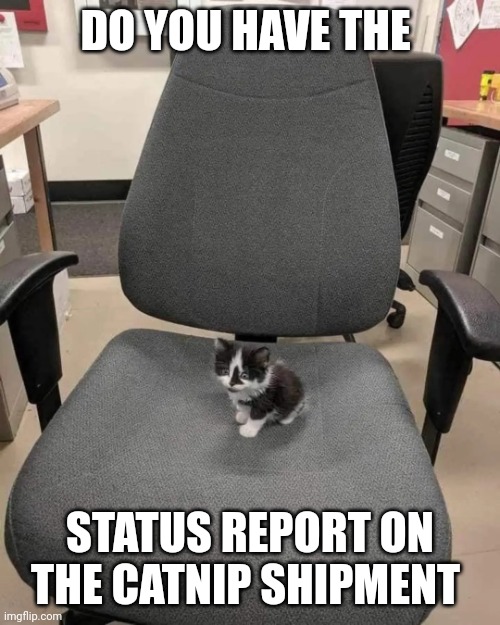 Kitty CEO | DO YOU HAVE THE; STATUS REPORT ON THE CATNIP SHIPMENT | image tagged in office kitty,cat,office | made w/ Imgflip meme maker