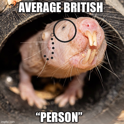 AVERAGE BRITISH; “PERSON” | image tagged in memes,funny memes,british,funny animal meme,shitpost,humor | made w/ Imgflip meme maker