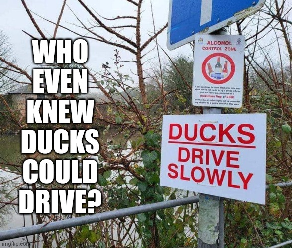Ducks | WHO
EVEN
KNEW
DUCKS
COULD
DRIVE? | image tagged in duck,ducks,driving | made w/ Imgflip meme maker