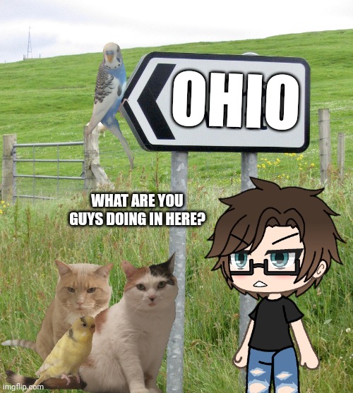 Male Cara accidentally caught my pets in Ohio | OHIO; WHAT ARE YOU GUYS DOING IN HERE? | image tagged in pop up school 2,pus2,x is for x,male cara,ohio | made w/ Imgflip meme maker