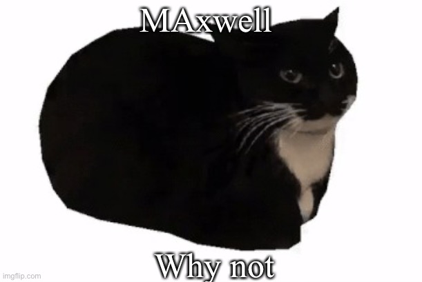 maxwell the cat | Maxwell; Why not | image tagged in maxwell the cat | made w/ Imgflip meme maker