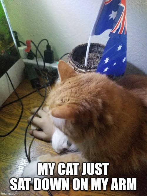 My cat fluffy | MY CAT JUST SAT DOWN ON MY ARM | image tagged in cats | made w/ Imgflip meme maker