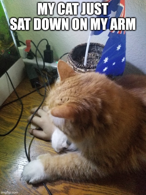 My cat fluffy | MY CAT JUST SAT DOWN ON MY ARM | image tagged in cat,lgbtq | made w/ Imgflip meme maker