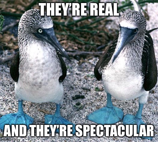 They’re real | THEY’RE REAL; AND THEY’RE SPECTACULAR | image tagged in blue footed boobies,real | made w/ Imgflip meme maker