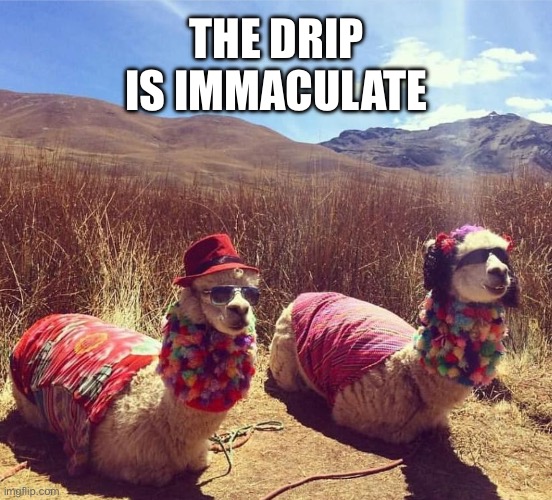 Alpaca gear | THE DRIP IS IMMACULATE | image tagged in alpaca gear,drip,fashion,funny animal meme,memes,shitpost | made w/ Imgflip meme maker