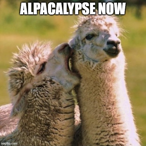 Alpaca Love | ALPACALYPSE NOW | image tagged in alpaca love | made w/ Imgflip meme maker