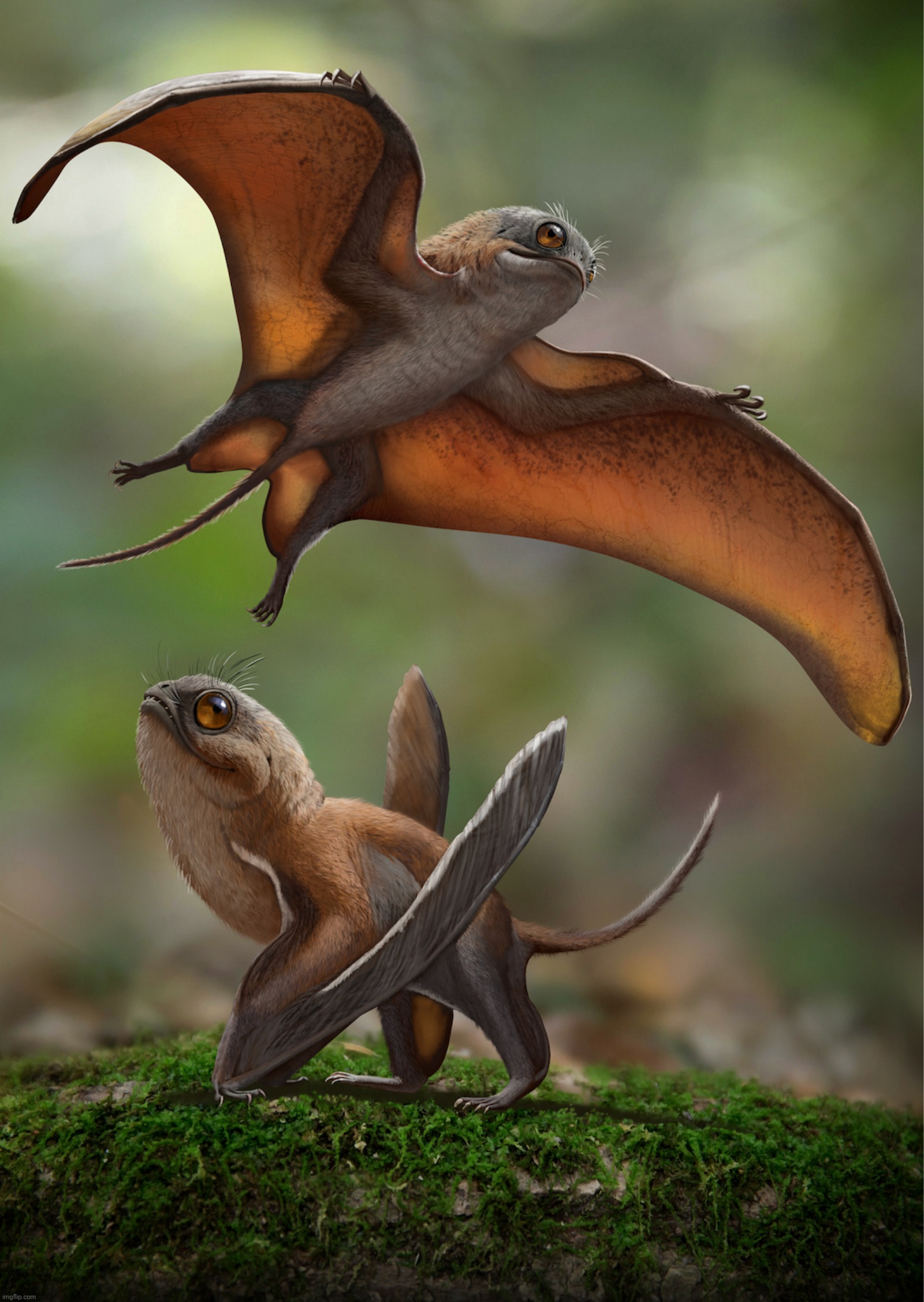 Sinomacrops bondei, tiny pterosaur which may have led bat-like life | image tagged in sinomacrops bondei,pterosaur | made w/ Imgflip meme maker