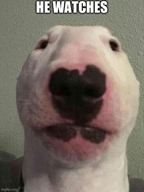 Nelson the Bull Terrier / Walter | HE WATCHES | image tagged in nelson the bull terrier / walter | made w/ Imgflip meme maker