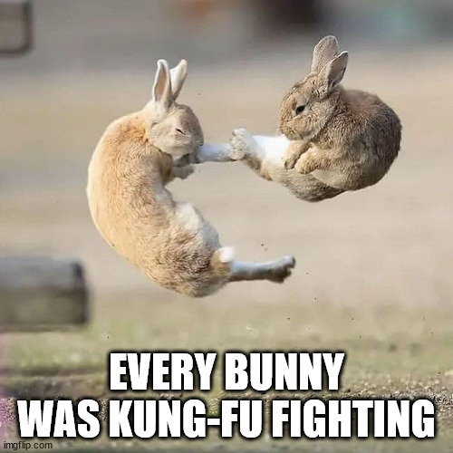 Kung-fu Bunnies 1 | EVERY BUNNY WAS KUNG-FU FIGHTING | image tagged in kung-fu bunnies | made w/ Imgflip meme maker