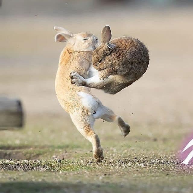 High Quality Kung-fu Bunnies Blank Meme Template