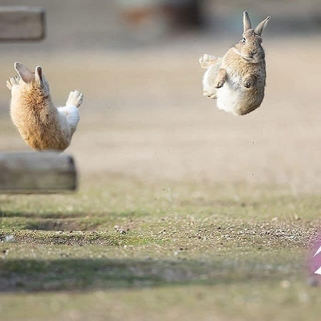 High Quality kung-fu bunnies Blank Meme Template